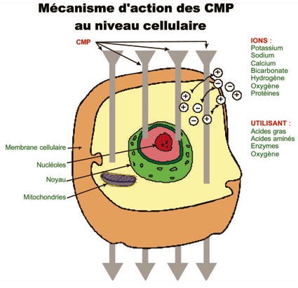 Action des champs magnétiques pulsés sur la cellule